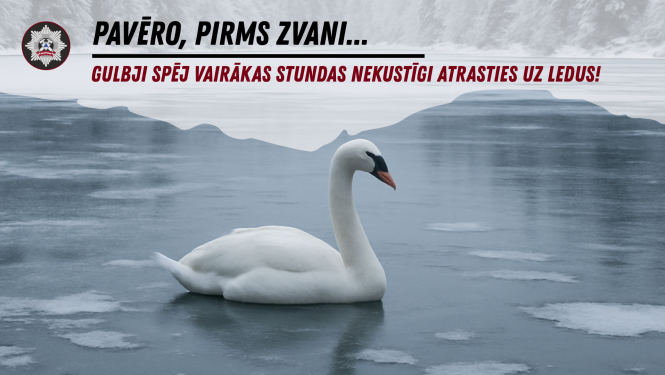 Gulbis ūdenstilpē. Augšpusē uzraksts "Pavēro pirms zvani...Gulbji spēj vairākas stundas nekustīgi atrasties uz ledus!"