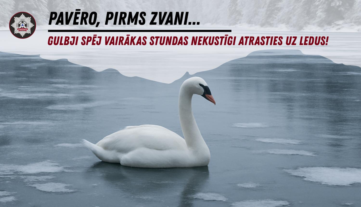 Gulbis ūdenstilpē. Augšpusē uzraksts "Pavēro pirms zvani...Gulbji spēj vairākas stundas nekustīgi atrasties uz ledus!"