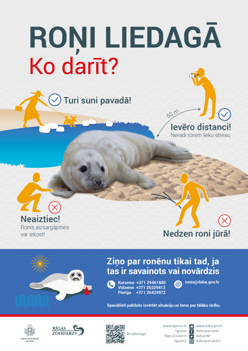 Infografika "Roņi liedagā. Ko darīt?" Turi suni pavadā, ieturi distanci, neaiztiec, nedzen roni jūrā. Ziņo par roni tikai tad, ja tas ir savainots vai novārdzis
