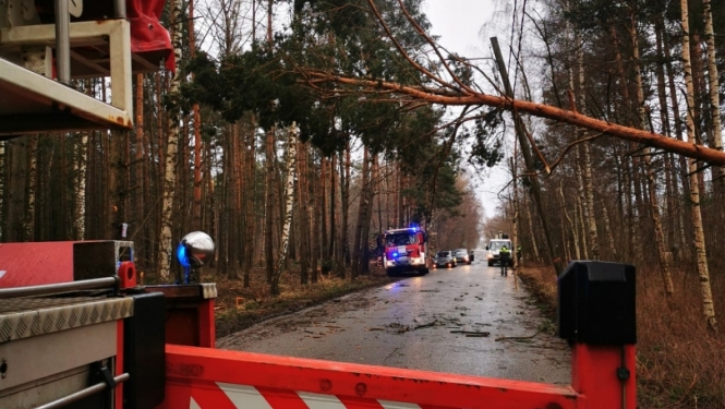Pāri ceļam noliekusies priede. Priekšplānā redzama ugunsdzēsēju glābēju transportlīdzekļa aizmugurējā daļa. Tālumā novietota ugunsdzēsēju glābēju autocisterna un Neatliekamās medicīniskās palīdzības dienesta mikroautobuss. 