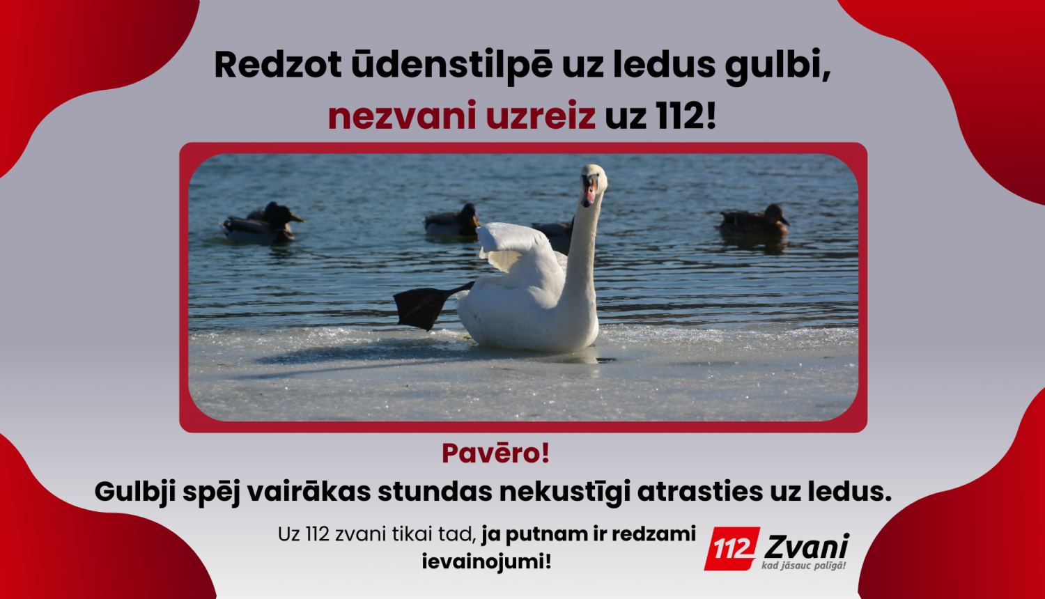 Pelēkas krāsas fons, pa vidu attēls, kurā uz ledus sēž balts gulbis. Tam fonā ūdenī peld mežapīles. Virs attēla teksts: Redzot ūdenstilpē uz ledus gulbi, nezvani uzreiz uz 112! Pavēro! Gulbji spēj vairākas stundas nekustīgi atrasties uz ledus.